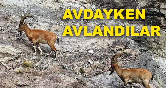 YABAN KEÇİSİ AVCILARINA SUÇÜSTÜ