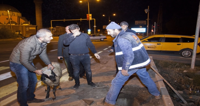 Su tahliye kuyusuna düşen koyunu itfaiye ekibi kurtardı