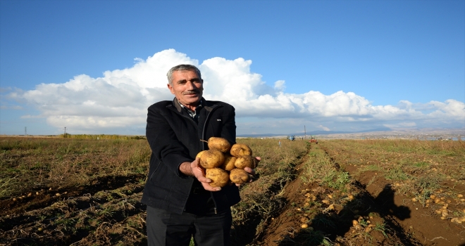 Ahlat patatesinden 160 milyon liralık gelir hedefi