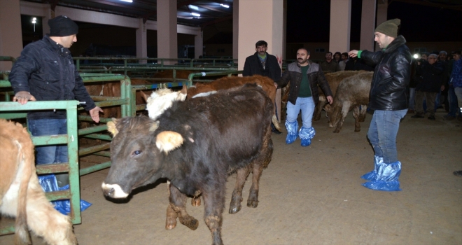 Muşta genç çiftçilere 310 büyükbaş hayvan dağıtıldı