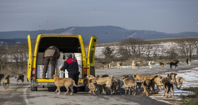 Her mahallede kedi, köpek görevlisi olsun