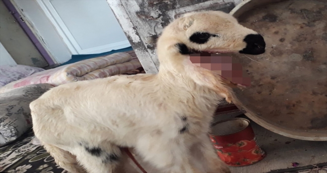 Dört kulaklı kuzu yaşama tutunamadı