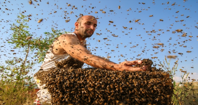 Arı Adamın hedefi Guinnesse girmek