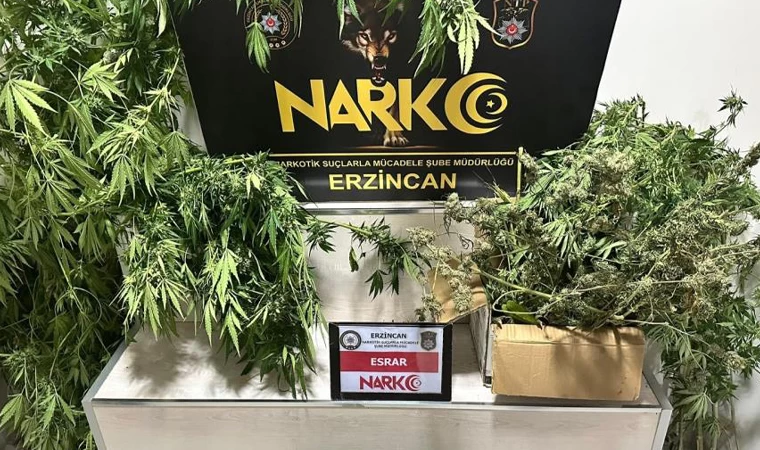 Erzincan Narko, 1.285 gram esrar ve 11 kök kenevir ele geçirdi