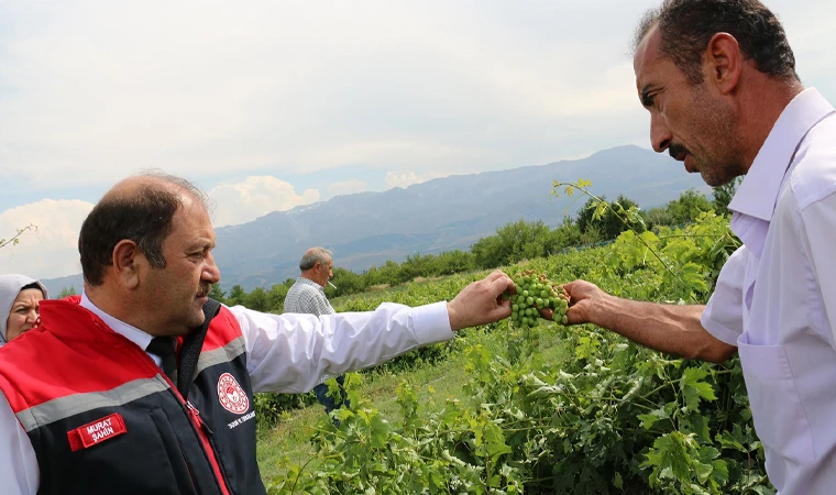 Üzümlü’de Dolu Zarar Verdi