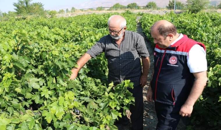 Çarşı Pazarın Aranan Meyvesinde Hasat Sevinci…