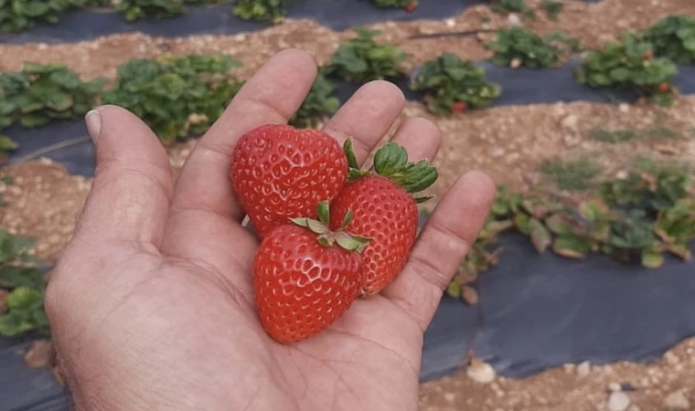 Erzincan’da İkinci Çilek Hasadı Başladı