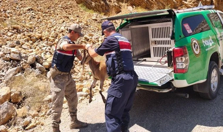 Jandarma'dan Yaban Keçisine Yardım eli