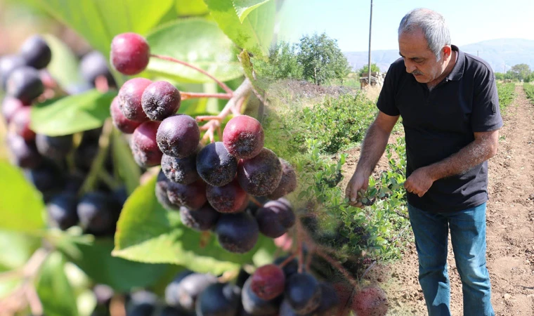 Süper Meyvede Hasat Zamanı