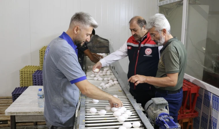 Tam Otomatik Tesislerde yumurta Üretiliyor