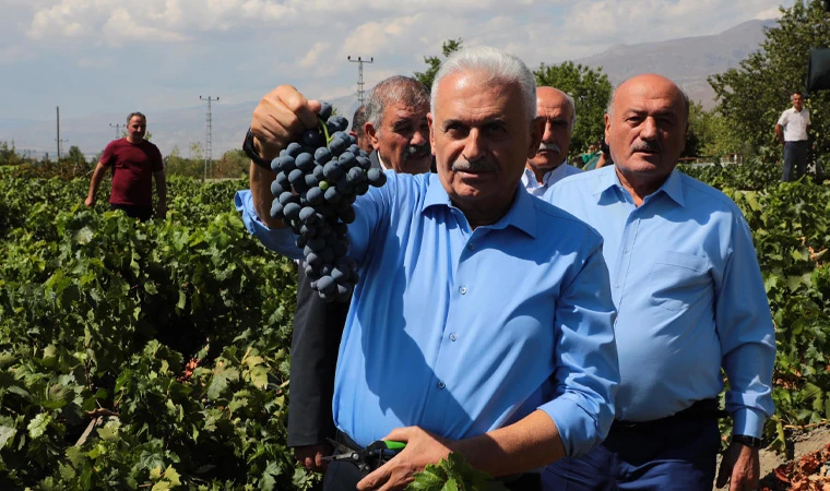 Binali Yıldırım Cimin Üzümü Hasadında