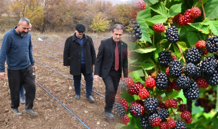 Erzincan'da böğürtlen yetiştiriciliği yaygınlaşıyor