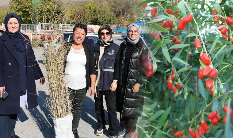 Erzincan'da goji berry yetiştiriciliği başladı