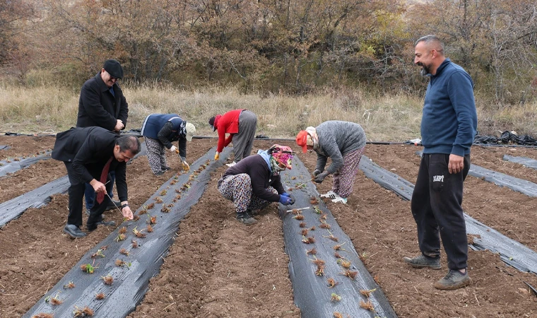 Tatlısu Köyü, Çileğin Merkezi Olma yolunda