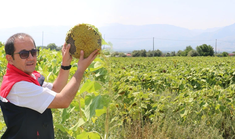 Çekirdeklik ayçiçeği ekimi yıldan yıla artıyor
