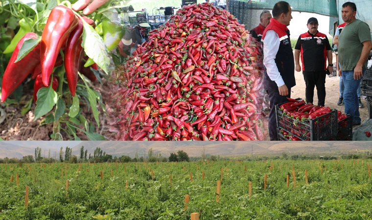 1 milyon 100 bin adet dikti, günde 80 kişi çalıştırıyor