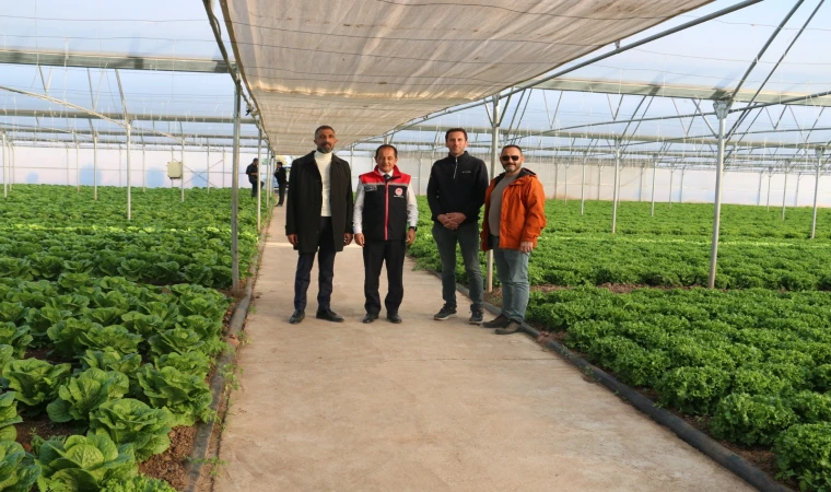 Erzincan’ın Kışlık Marulu Bölgenin Sofralarını Donatıyor