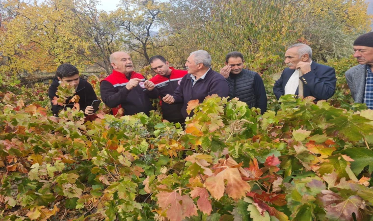 Üzümlü’de Çiftçilere Uygulamalı Bağcılık Eğitimi