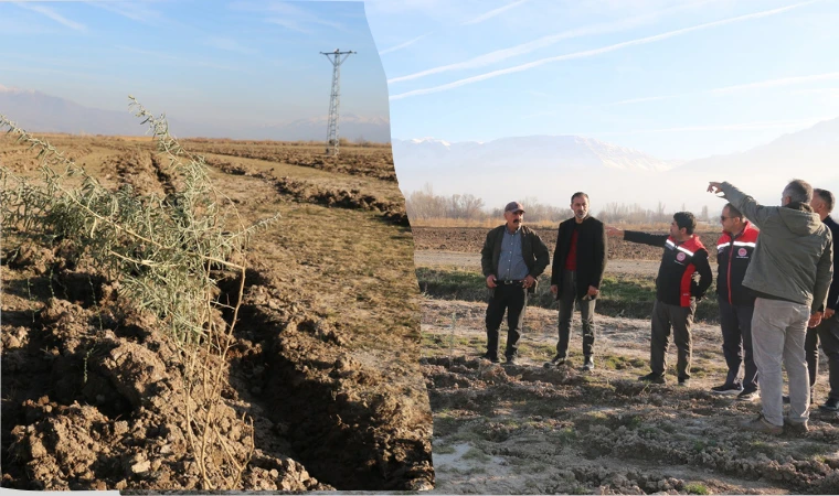 Kurak Topraklara Yeşil Umut: Tuz Çalısı