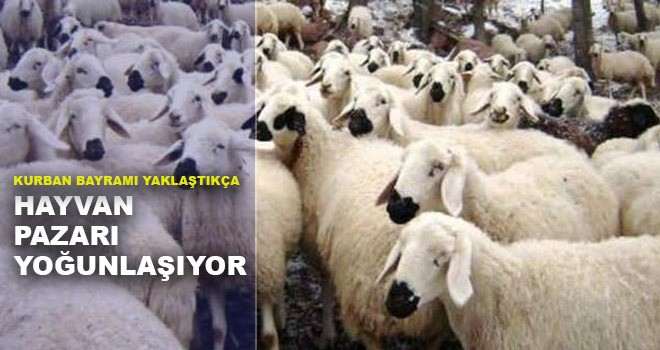 KURBAN BAYRAMI YOĞUNLUĞU
