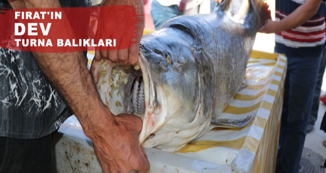 FIRAT'IN DEV TURNA BALIKLARI