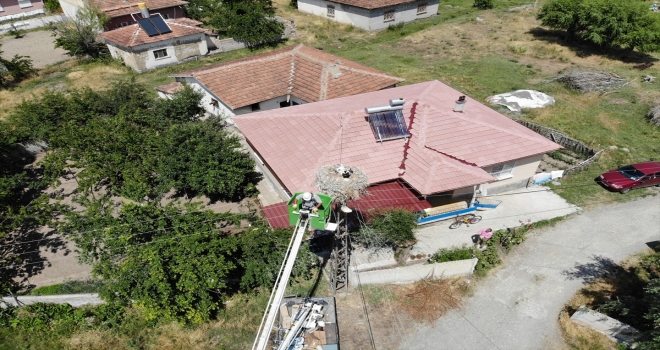 Yuvalarından düşen leylek yavrularına şefkat eli