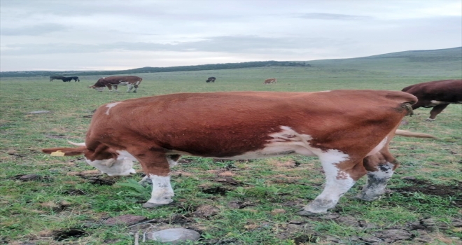 Elazığda büyükbaş hayvan hırsızlığı 