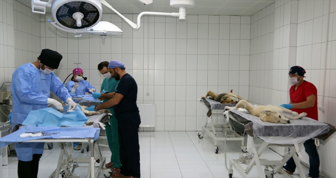 Vanda bin 782 hayvan sahiplendirildi 