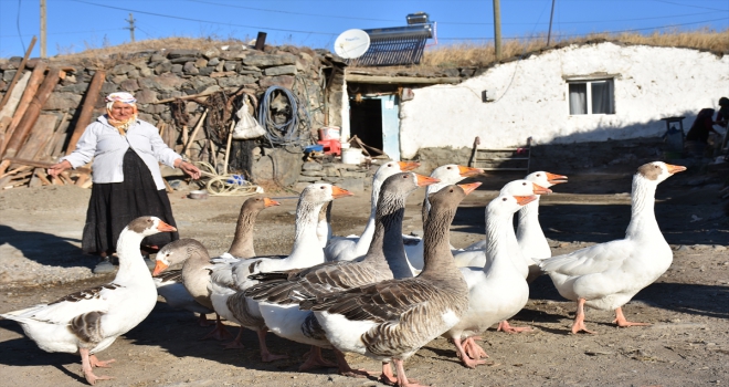Kışın vazgeçilmez lezzeti kaz etinin sofralara yolculuğu başladı