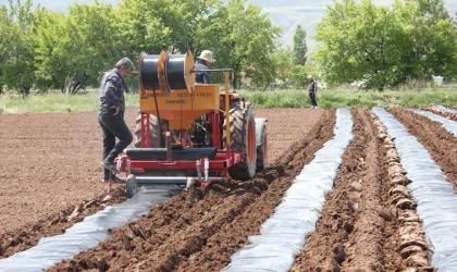 Erzincan'da Kapya Biber Yetiştiriciliği Yaygınlaşıyor