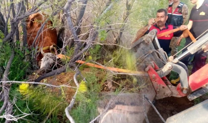 Fırat Nehri’ne Düşen Hayvan İtfaiye Ekipleri Tarafından Kurtarıldı