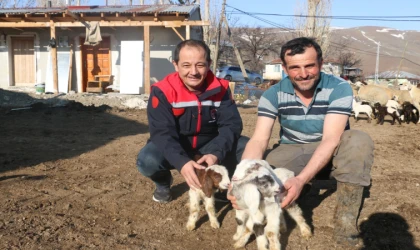 Koyunculuk kredisi 1 milyon 200 bin liraya yükseltildi