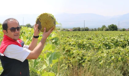 Çekirdeklik ayçiçeği ekimi yıldan yıla artıyor