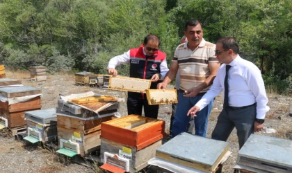 Erzincan’da geven balı hasadı başladı