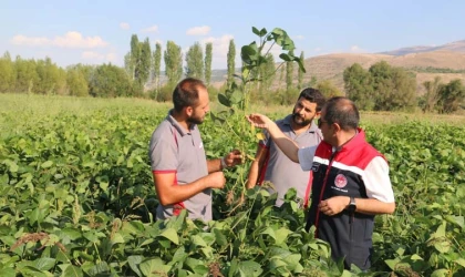 Erzincan’da soya fasulyesi yetiştirmeye başlandı