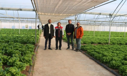 Erzincan’ın Kışlık Marulu Bölgenin Sofralarını Donatıyor