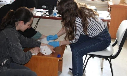 Kedi ve Köpek Sahipleri Dikkat: Dijital Kimlik Zorunluluğu 2025'te Tamamlanıyor