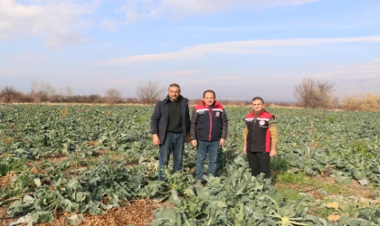 Erzincan’da Kış Ortasında Sebze Hasadı