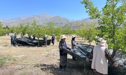 %70 Hibeli Anahtar Teslim Dut Bahçeleri Kurulacak