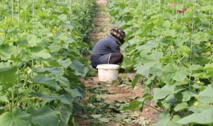 Erzincan’da Kadın Çiftçilere Sera Desteği: %50 Hibeyle Üretim Başlıyor