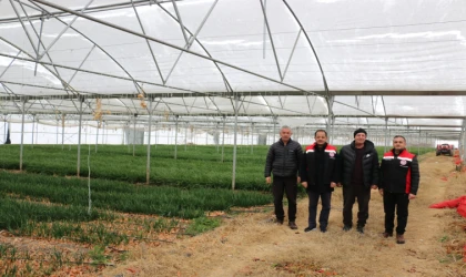 Erzincan’da Kar Altında Seralarda Üretim Sürüyor