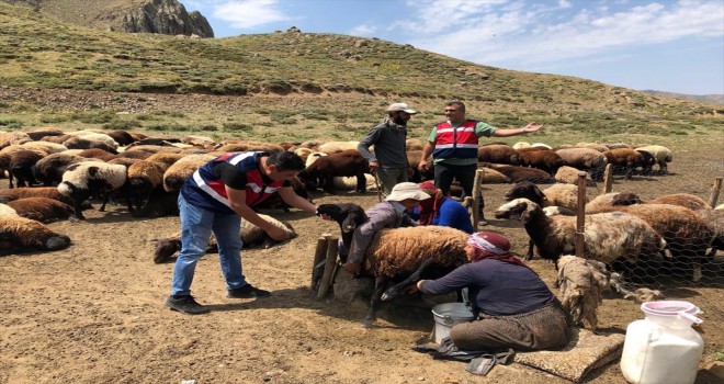 Bingölde hayvan hırsızlığını önleme çalışmaları