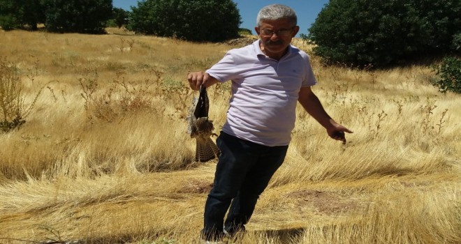 Yaralı kerkenez tedavi altına alındı